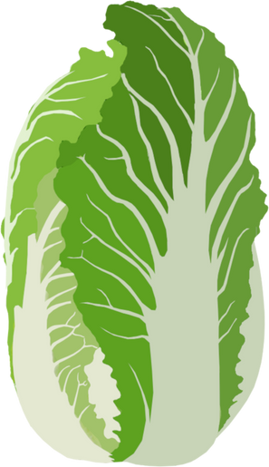 Cabbage Illustration 